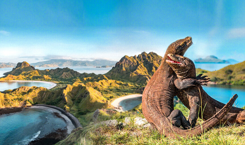 Affordable Komodo Tours: Budget-Friendly Travel Tips